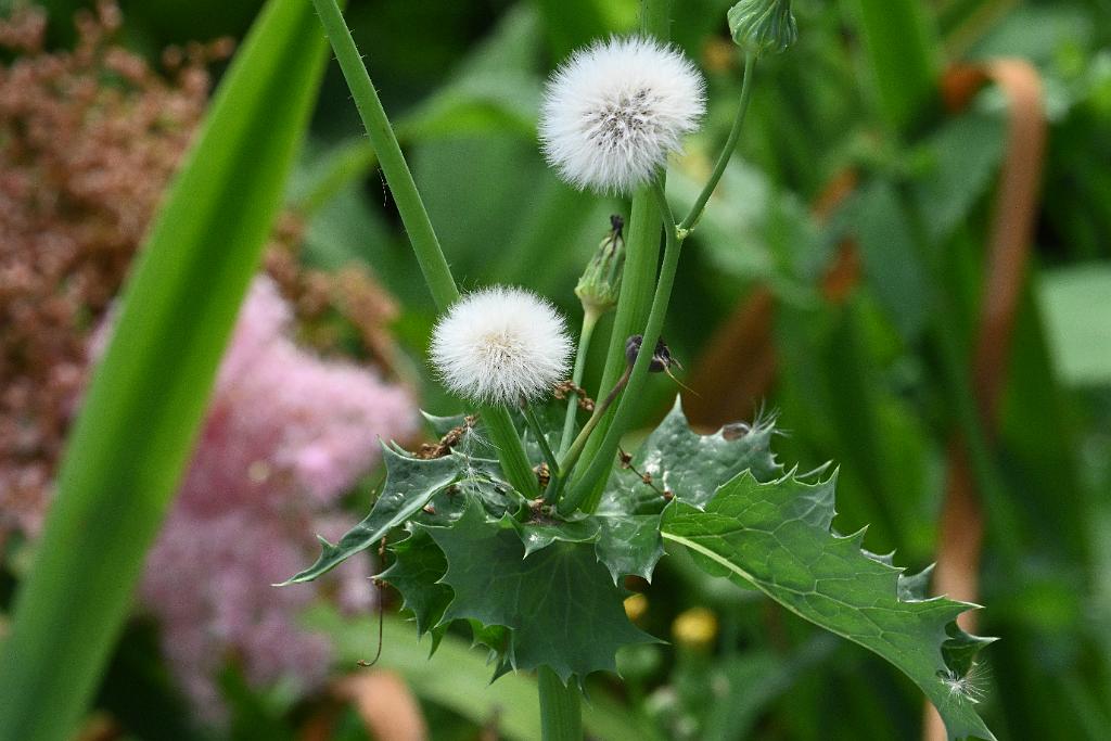 2025-07119562 Tower Hill Botanic Garden, MA.JPG - Spiny Sowthistle (Sonchus asper). New England Botanic Garden at Tower Hill, MA, 7-11-2025